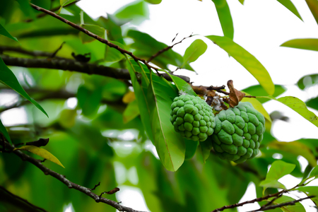 Annona is a fruit that has a lot of seeds, but the taste of it is very sweet.の写真素材