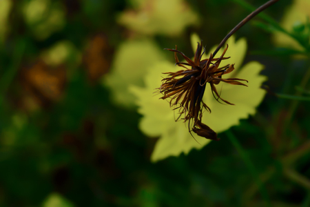 The seeds of the starburst flowers that are complete, ready to be planted for further propagationの写真素材