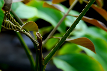 Red wood is a large perennial plant with hardwoods. New leaves are reddish brown.の写真素材