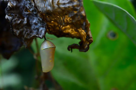 The caterpillar has stopped eating and changed into a pupa so that it became a butterfly.の写真素材