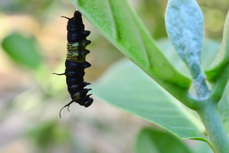 The caterpillar has stopped eating and changed into a pupa so that it became a butterfly.の写真素材