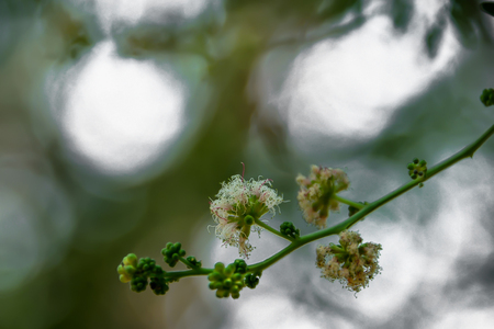The flowers of the tamarind are flowers that are very small in size, odorless, but very beautiful.の写真素材