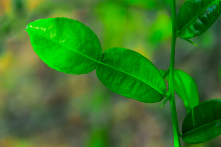 Bergamot has a leaf that resembles an eight number, but there is no space in the middle of the leaf....
