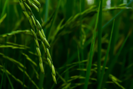 The rice grains will be released after the pollen has been mixed.の写真素材