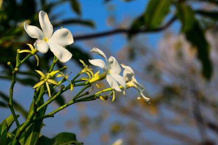When we looked Plumeria flower blooming as if it shows a race to the white petals.の写真素材