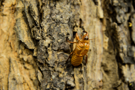 When cicada grows into an adult and has an increased body size, it will molt and leave its stains in...