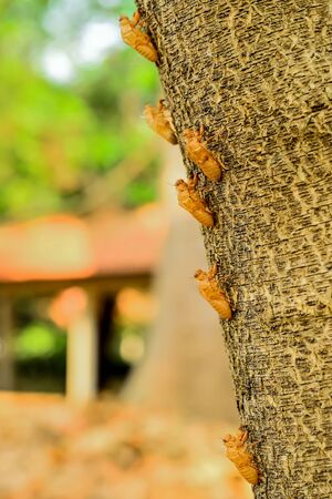 When cicada grows into an adult and has an increased body size, it will molt and leave its stains in the treesの写真素材