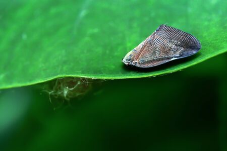 Butterflies are insects that feed on the nectar of flowers that will feed all day.の写真素材