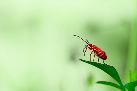 The killer diamond will eat other insects as food by using the turkey to penetrate into the victim and suck out the liquid to eat.の写真素材