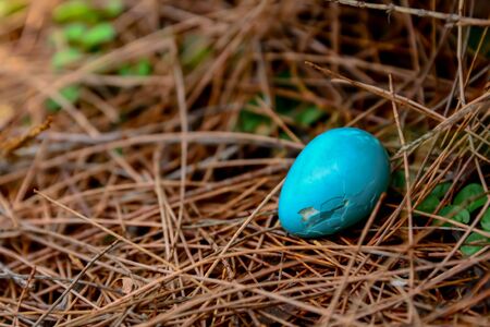 The blue bird eggs that fall from its nest on the tree can cause damage.の写真素材