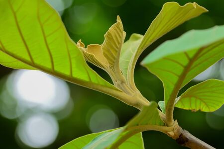 The leaves of the new teak tree will have a different color from the leaves that came out first.