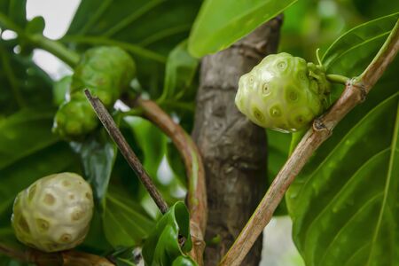 Tahitian noni is a perennial plant that can bring the leaves and fruit to be a food, which has properties in helping to excrete as well.の写真素材