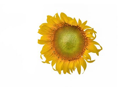 Sunflowers are flowers that like the light of the sun, it will bloom every time when there is light.の写真素材