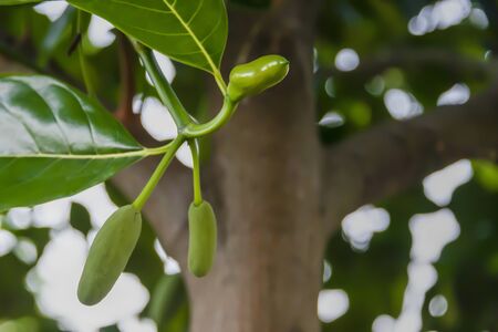 Jackfruit can produce only once a year.の写真素材
