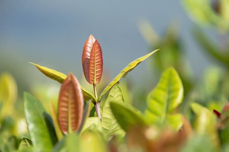 When the leaves of the needles fell, new leaves would always be substituted.の写真素材