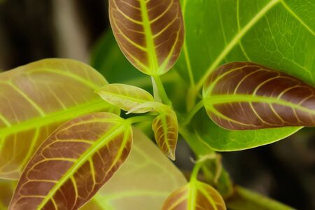 When the leaves of the needles fell, new leaves would always be substituted.