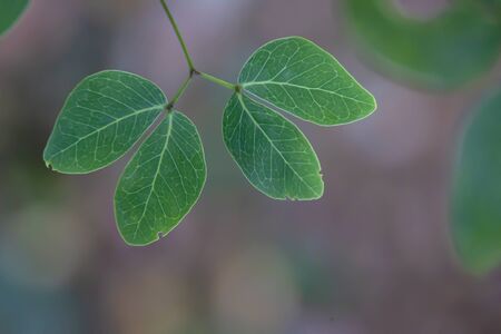 Tamarind leaves are a pair of leaves, each pair will be separated on each stem.