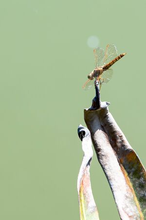 Insects are predators that are very fierce for small insects.の写真素材