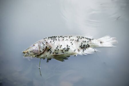 Dead fish tend to eat insects that eat their fleshy parts.