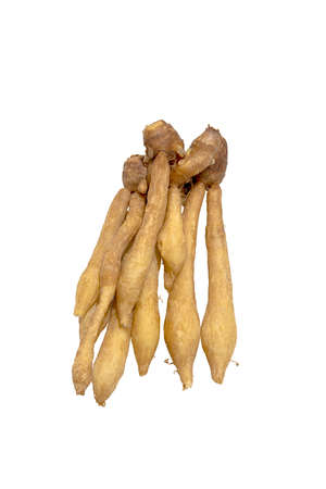 Krachai is a medicinal plant that has been used in the treatment of bone disease in traditional medicine recipes.の写真素材