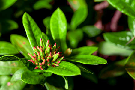 A new spike flower that has not yet bloomed, but the color of the petals has been seen.