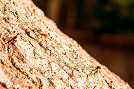 Red ants are walking alone for food on the tree.