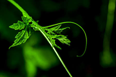 Bitter gourd is another herb that is used by very few people today.