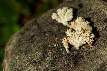 Mushrooms can grow anywhere with high humidity.