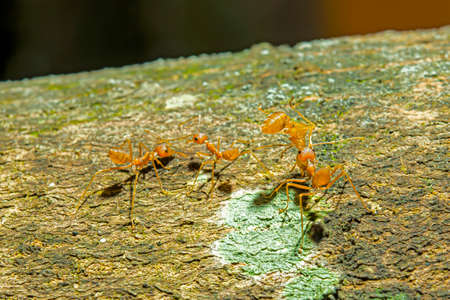 The dead red ant is taken back to its nest by other ants.