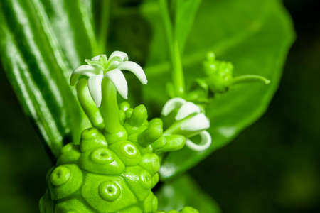 The flowers are so small that the pollen is even smaller, which is generally not easily seen by anyone.の写真素材