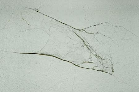 The spider built its nest on the wall and was blown by the wind, causing its webs to stick together.