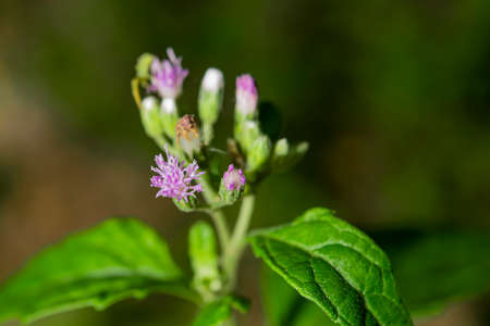 The pollen of a yellow flower that has already bloomed in the periphery in the middle has not yet bloomed.の写真素材