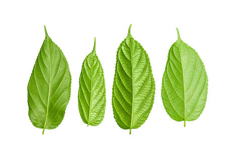 The stalks tend to produce full leaves throughout the year, except during the time when they are in...