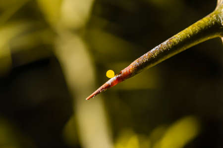 The insect eggs were placed on the thorns of the trees.の写真素材