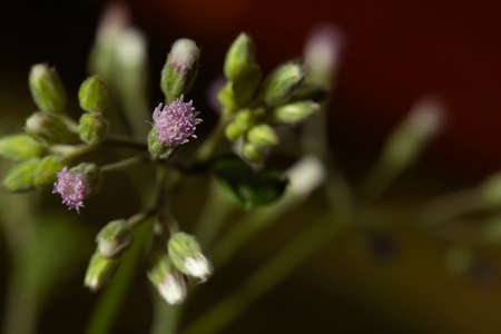 The pollen of a yellow flower that has already bloomed in the periphery in the middle has not yet...