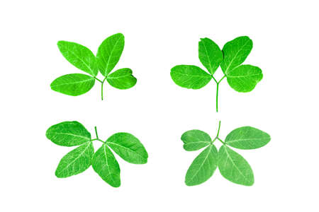 Tamarind leaves are a pair of leaves, each pair will be separated on each stem.
