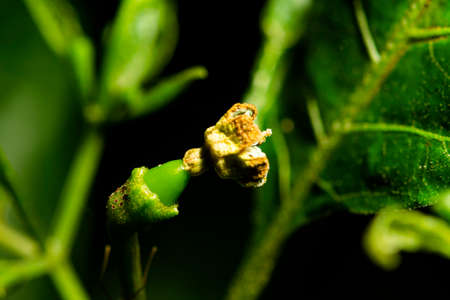 After the chilli flower has pollinated, it will grow into chili seeds.