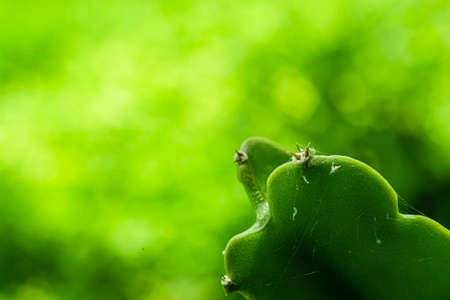 Dragon fruit trees often have thorns in the trunk to protect the wood, allowing herbivores to eat it...