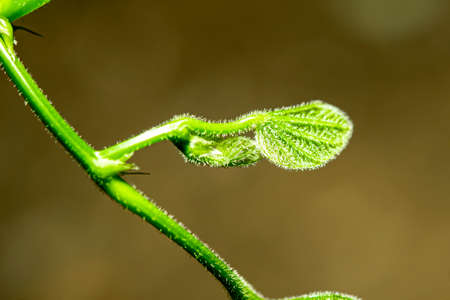 The top of the Chongkho tree with young leaves that are covered with hairs.
