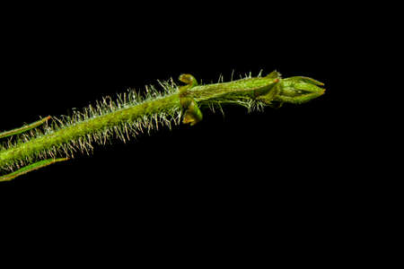 The fart dog grass is another herb that is not commonly used due to its strong scent.