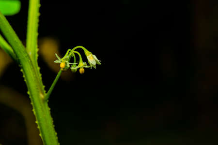 The pollen of a yellow flower that has already bloomed in the periphery in the middle has not yet...