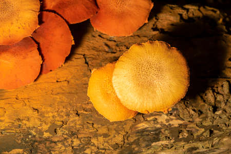 Mushrooms will be released early in the new area with high humidity.