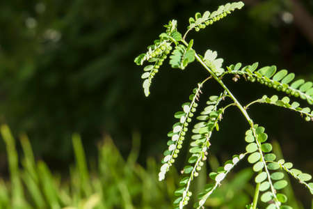 The seeds of the young plants under the leaf are arranged along the stem of the leaf, with the...