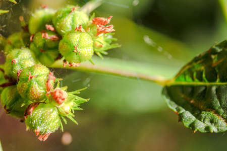 A grass that has been pollinated and developed into a seed and is ready to continue to grow.