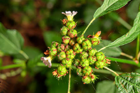 A grass that has been pollinated and developed into a seed and is ready to continue to grow.