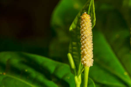 Dili is another type of herb that can be used to cook a variety of foods.の写真素材