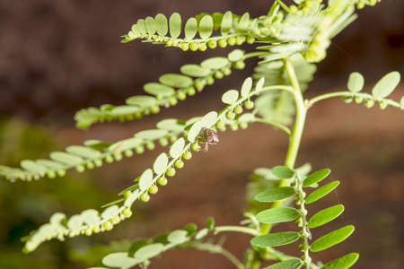 The insect was prepared to eat the food it possessed without anyone taking it from it.