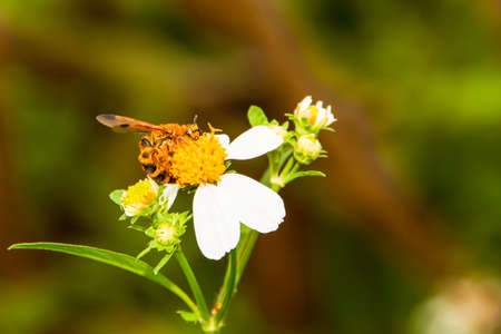 The bees sucked nectar from the flowers it was perched without any other insects coming close to it.