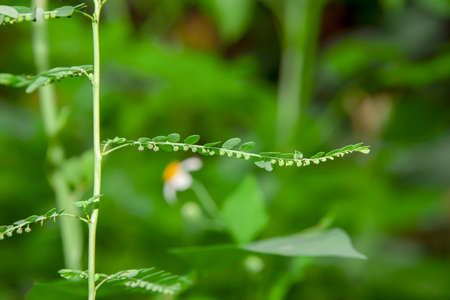 The seeds of the young plants under the leaf are arranged along the stem of the leaf, with the offspring closest to the stem growing first.の写真素材