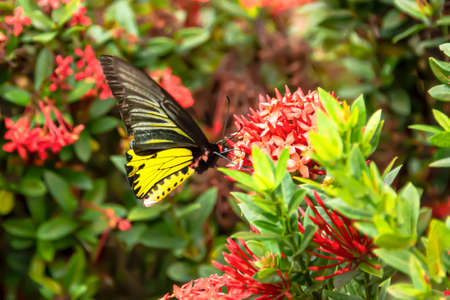 The butterfly flew to catch with the flower to use its tentacles to penetrate into the flowers to suck the nectar.の写真素材